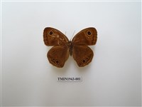 藏品(巨波眼蝶)的圖片